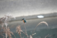 カワセミ