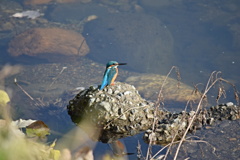 晩秋のカワセミ２