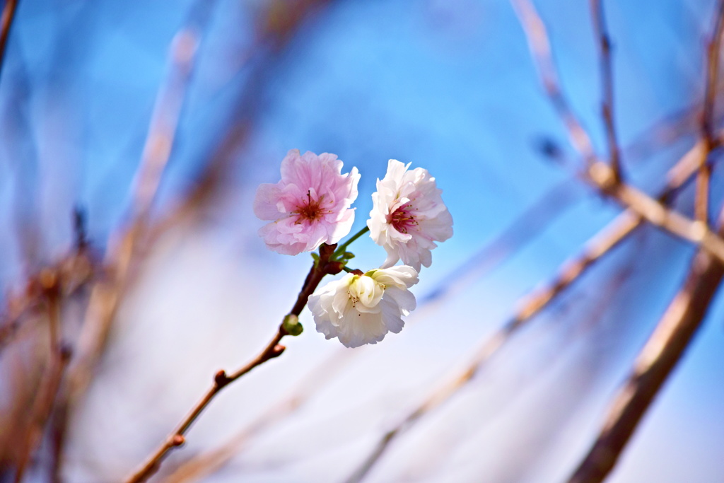 緋寒桜