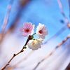 緋寒桜