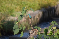 カワセミ