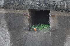 カワセミの一休み