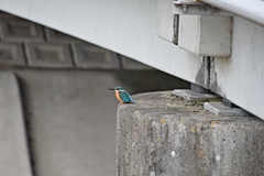 カワセミ