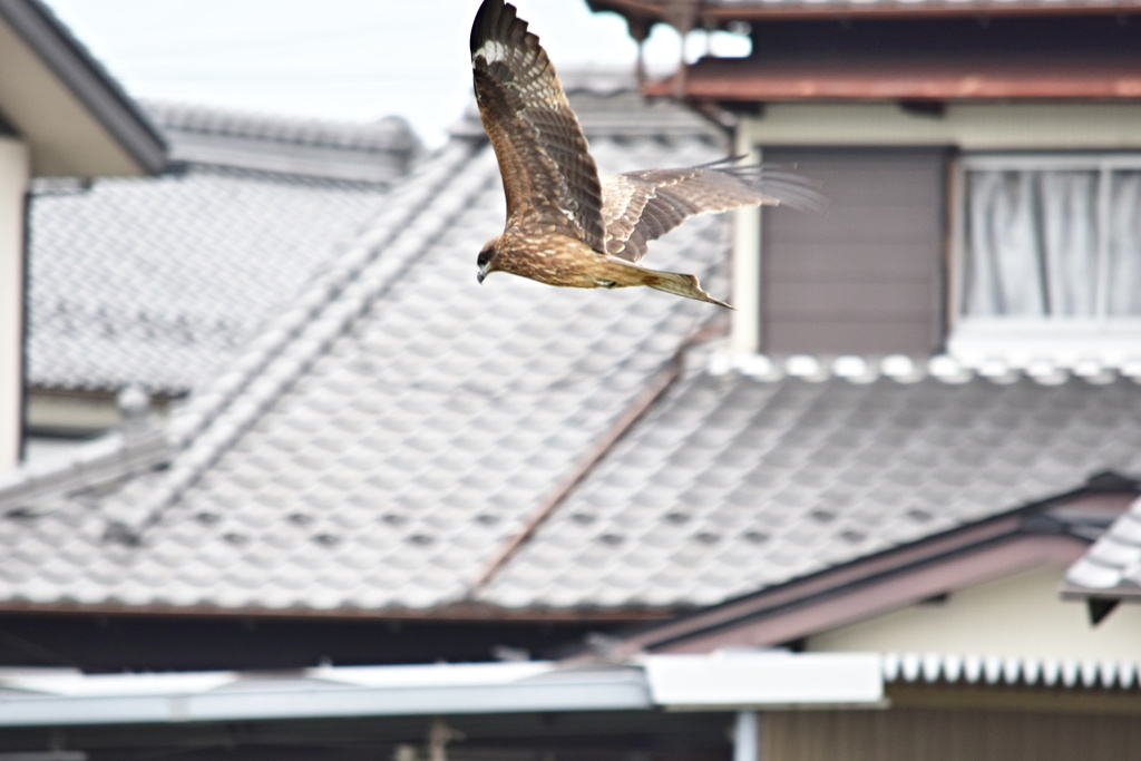トビの飛翔