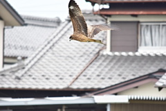 トビの飛翔