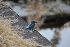 カワセミ