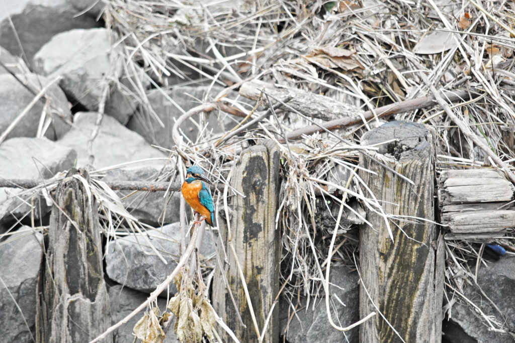 カワセミ