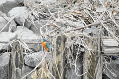 カワセミ