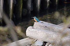 カワセミ