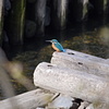 カワセミ