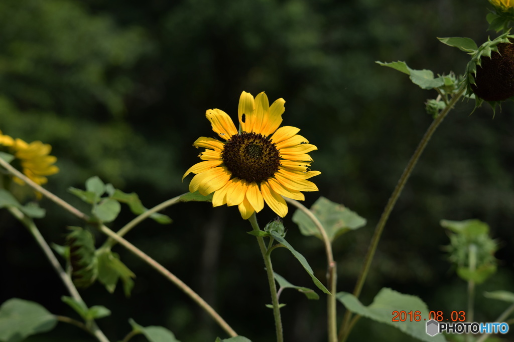 DSC_2521