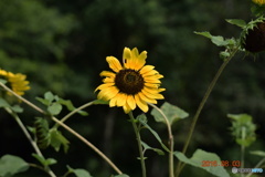 DSC_2521
