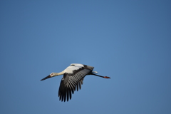 コウノトリ