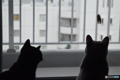 ジィィ－＆じぃぃ－