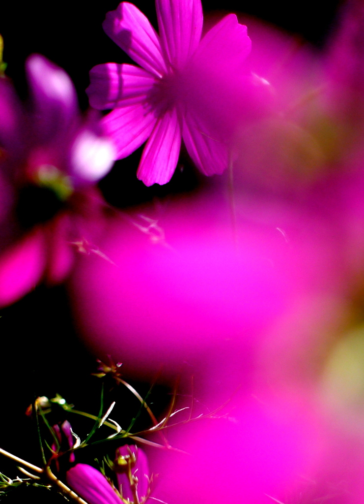 秋桜