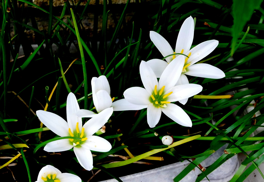 花芯の緑