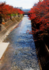 桜紅葉のながれ