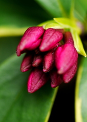 沈丁花の蕾
