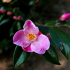 華やかな紅彩