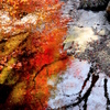 紅葉万華鏡