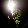 眩しい光芒