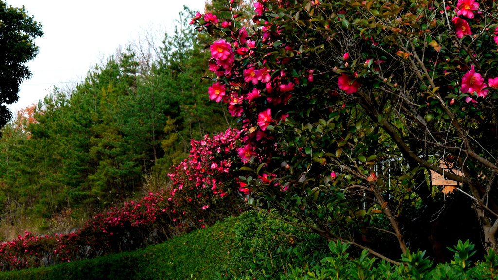 山茶花咲く道