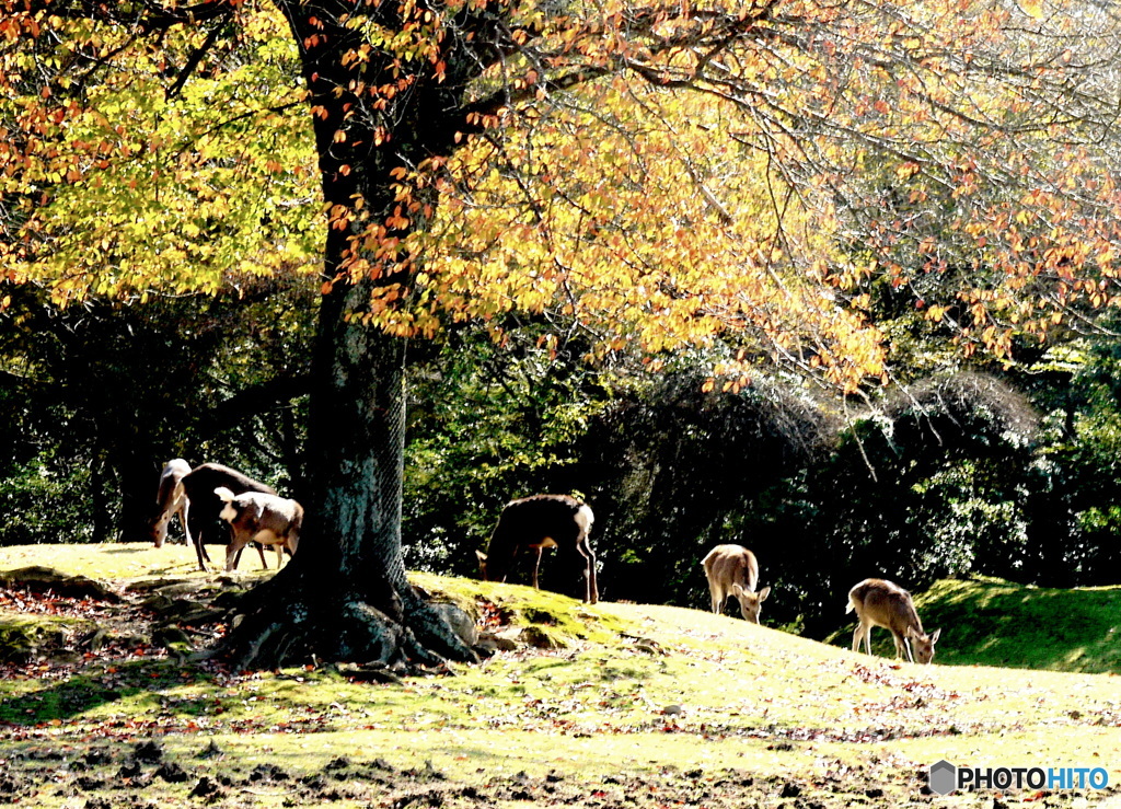 飛火野の朝