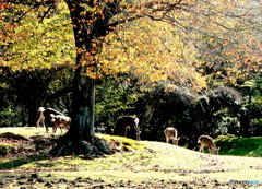 飛火野の朝