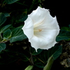 白い花と蕾