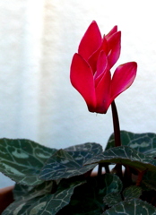 紅彩の誘惑