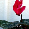 紅彩の誘惑