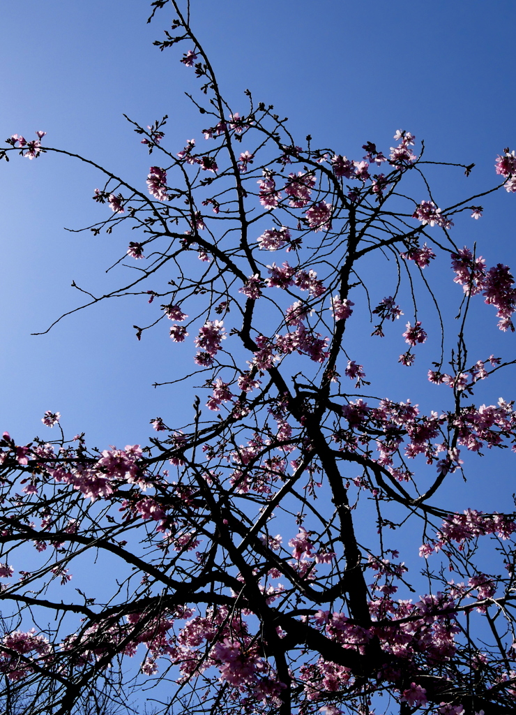 花のない枝垂れ