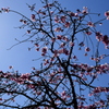 花のない枝垂れ