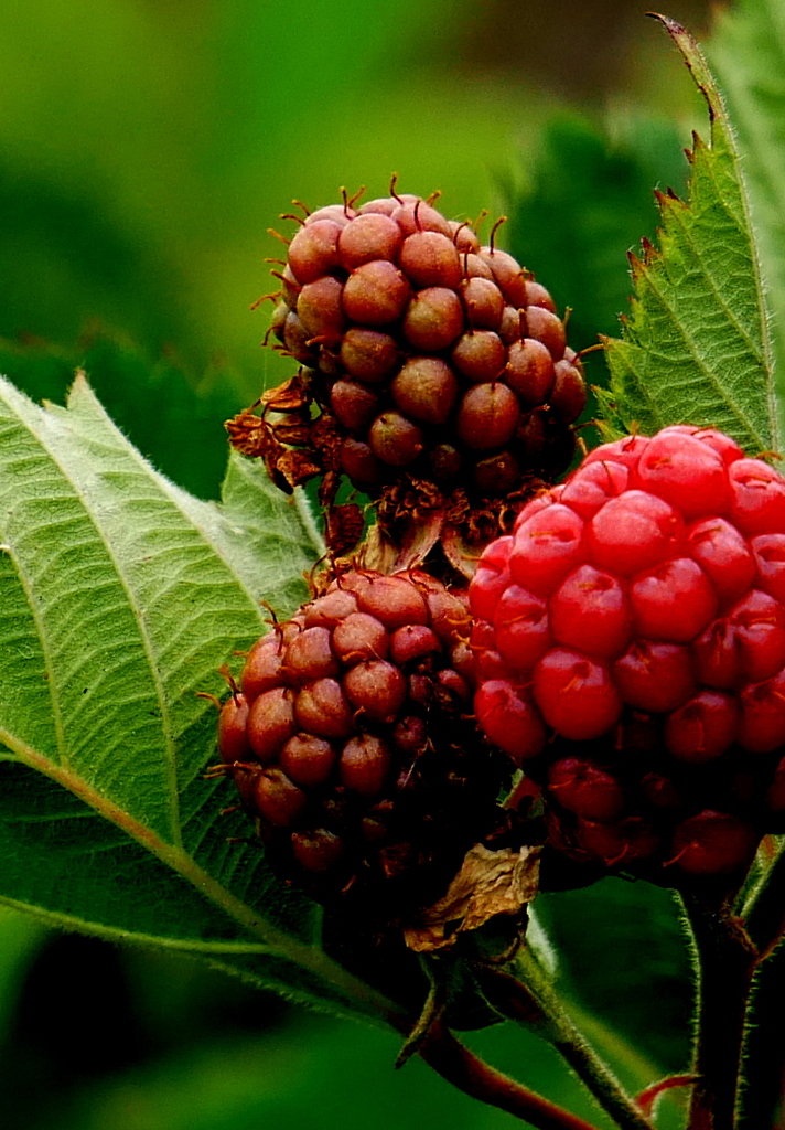 Raspberry