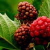 Raspberry