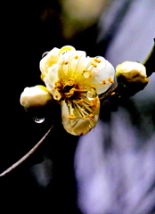 雨粒の妖精