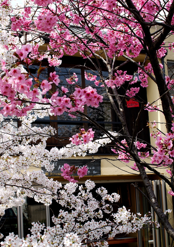 桃と桜