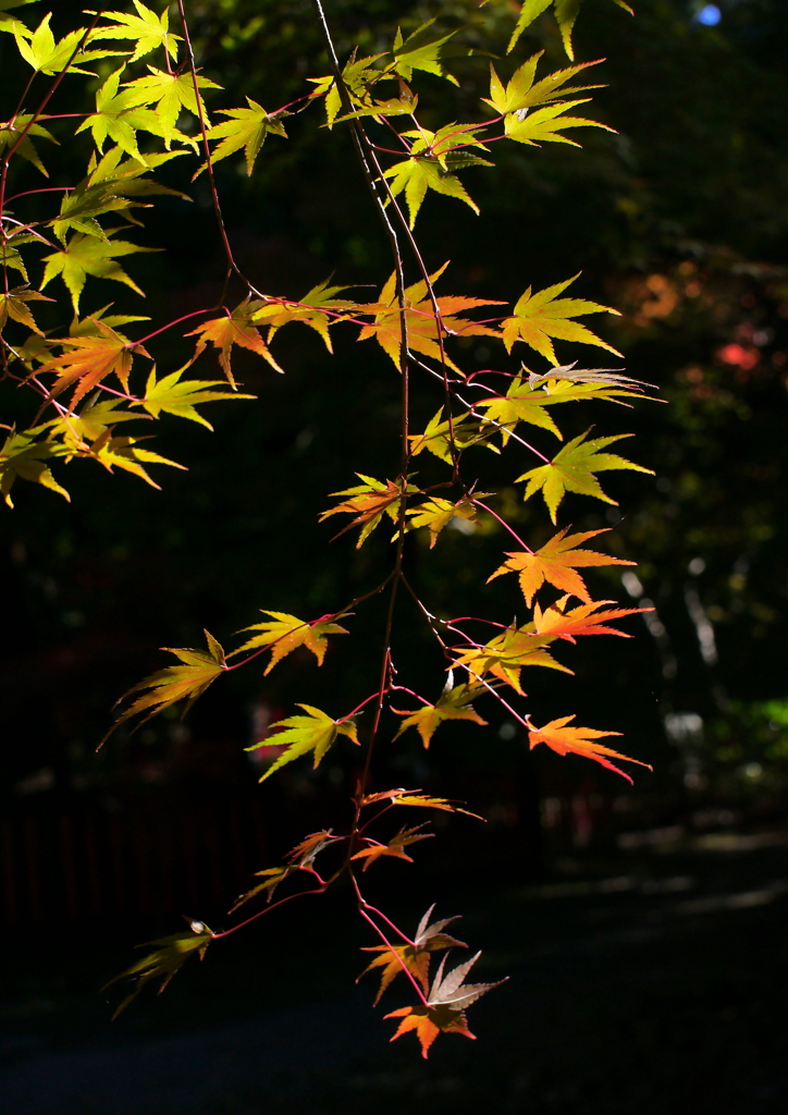 紅葉グラデーション