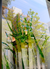 緑葉萌る