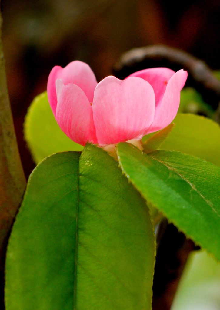 匂やかな花冠