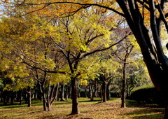 静かな公園の朝