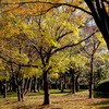 静かな公園の朝