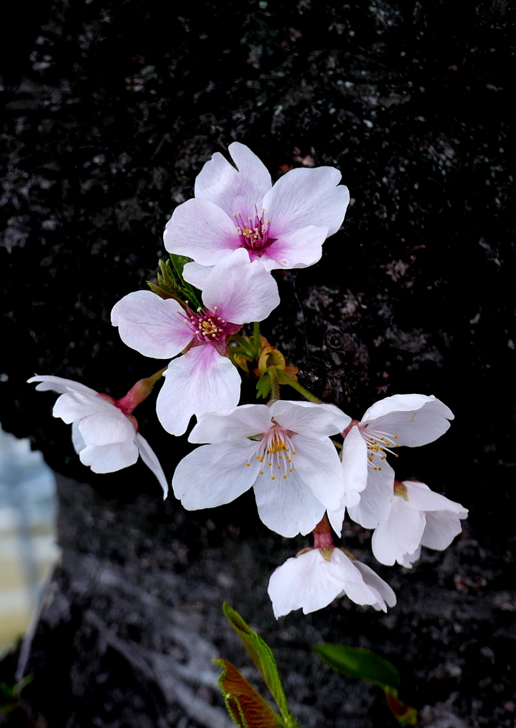 花芯の彩と蕊