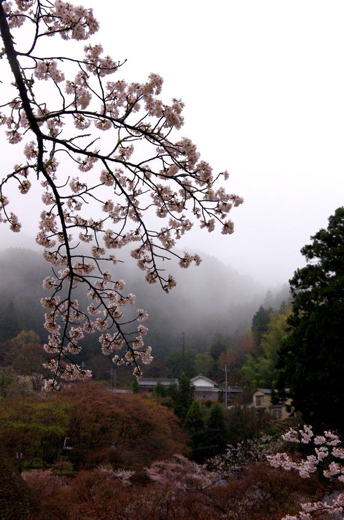 小雨降る里山