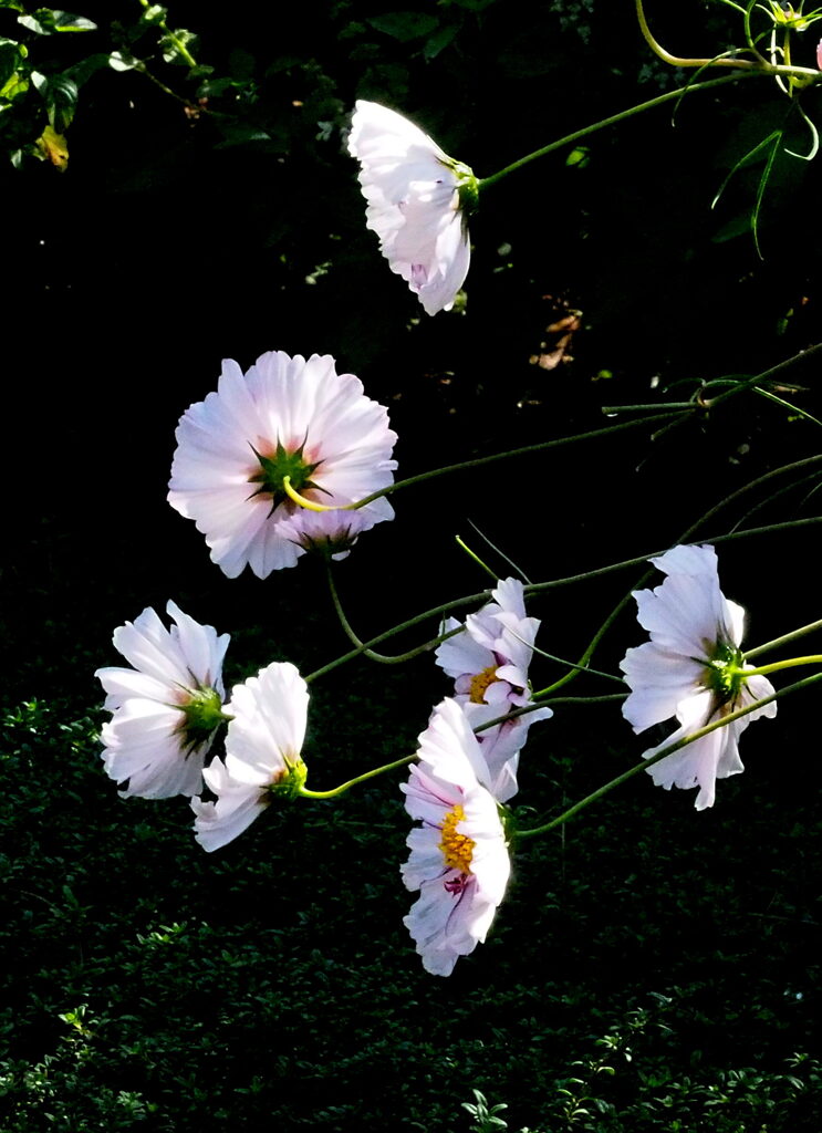 燦々とした光