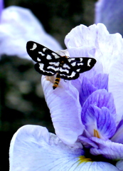 艶めいた花に