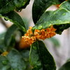 金木犀に雨２