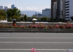 花の咲く淀屋橋