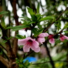 小雨に咲く