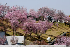 桜樹影彩
